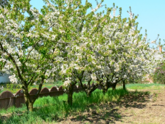 Cseresznyefa-gyűjtemény – 2. kép